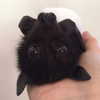 mittzaa_ Altpins Profile Picture
