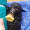 mittzaa_ Altpins Profile Picture