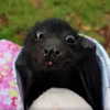 mittzaa_ Altpins Profile Picture