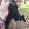 mittzaa_ Altpins Profile Picture