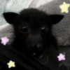 mittzaa_ Altpins Profile Picture