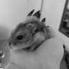 mittzaa_ Altpins Profile Picture