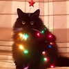 mittzaa_ Altpins Profile Picture