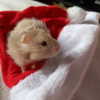 mittzaa_ Altpins Profile Picture