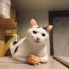 mittzaa_ Altpins Profile Picture