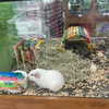 mittzaa_ Altpins Profile Picture