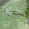 mittzaa_ Altpins Profile Picture