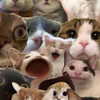 mittzaa_ Altpins Profile Picture