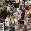mittzaa_ Altpins Profile Picture