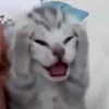 mittzaa_ Altpins Profile Picture
