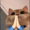 mittzaa_ Altpins Profile Picture