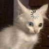 mittzaa_ Altpins Profile Picture