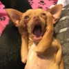 mittzaa_ Altpins Profile Picture