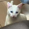 mittzaa_ Altpins Profile Picture