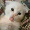 mittzaa_ Altpins Profile Picture