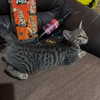 mittzaa_ Altpins Profile Picture