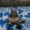mittzaa_ Altpins Profile Picture