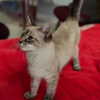 mittzaa_ Altpins Profile Picture