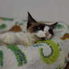 mittzaa_ Altpins Profile Picture