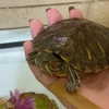 mityweee_ Altpins Profile Picture