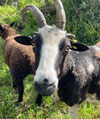 mollieruck Altpins Profile Picture