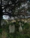mollieruck Altpins Profile Picture