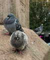 mollieruck Altpins Profile Picture