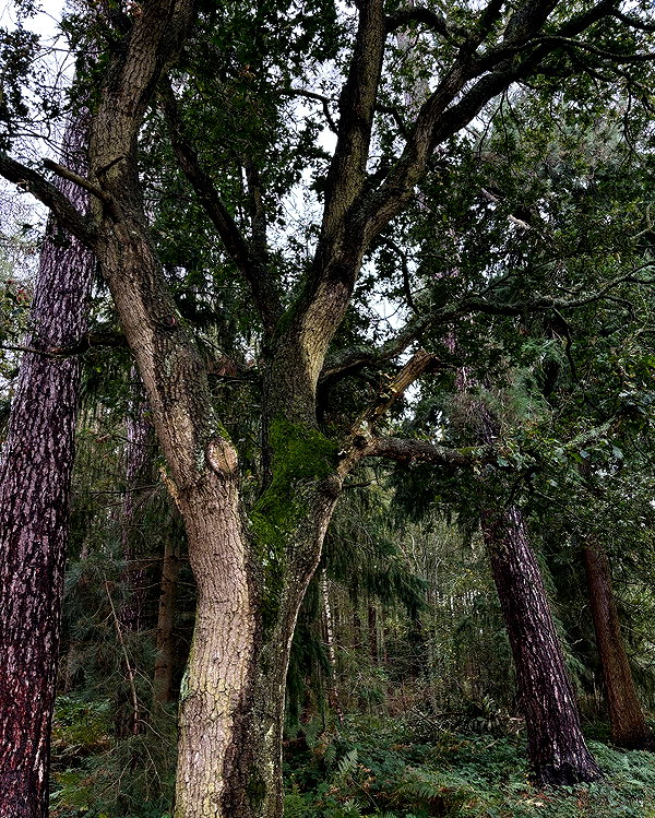 mollieruck instagram image archive image