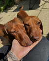 mollieruck Altpins Profile Picture
