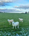 mollieruck Altpins Profile Picture