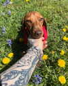 mollieruck Altpins Profile Picture