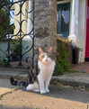 mollieruck Altpins Profile Picture