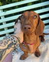 mollieruck Altpins Profile Picture