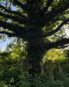 mollieruck Altpins Profile Picture