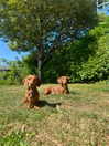 mollieruck Altpins Profile Picture