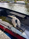 mollieruck Altpins Profile Picture
