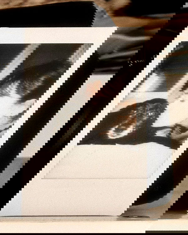 moonliliaght moonliliaght archive image