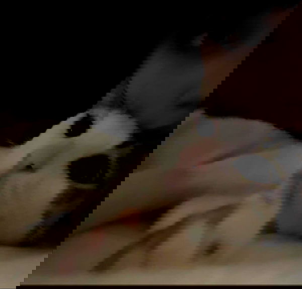 moonliliaght moonliliaght archive image