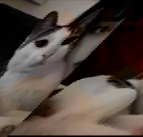 moonliliaght moonliliaght archive image