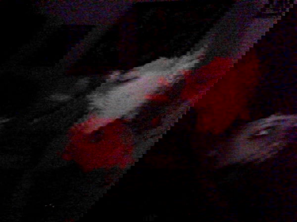 moonyyyya moonyyyya archive image