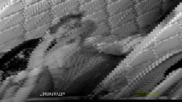 moonyyyya moonyyyya archive image