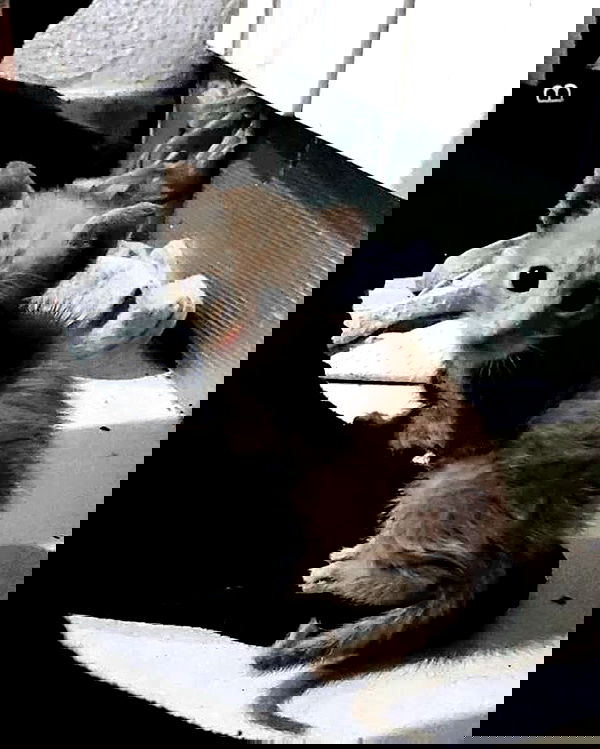 moonyyyya moonyyyya archive image