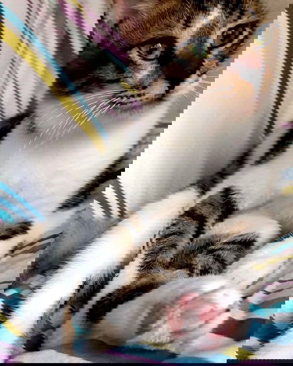 moonyyyya moonyyyya archive image