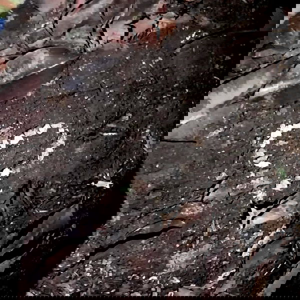 moonyyyya moonyyyya archive image