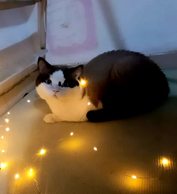 moonyyyya moonyyyya archive image