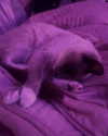 morbidlyd3ad Altpins Profile Picture