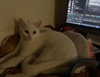 morbidlyd3ad Altpins Profile Picture