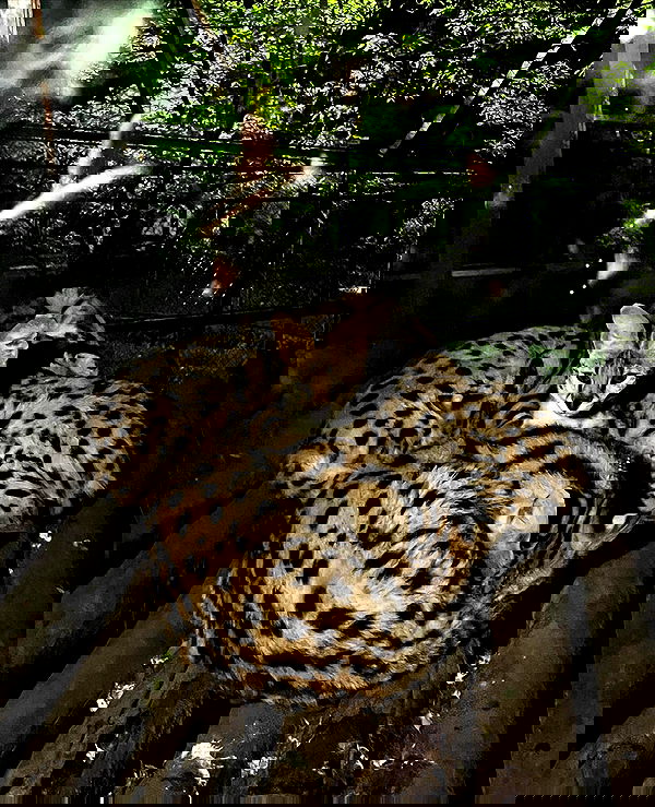 najavamp najavamp archive image