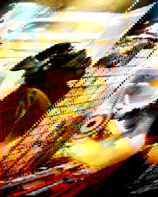 napopo_pub napopo_pub archive image