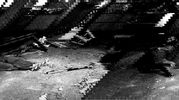 napopo_pub napopo_pub archive image